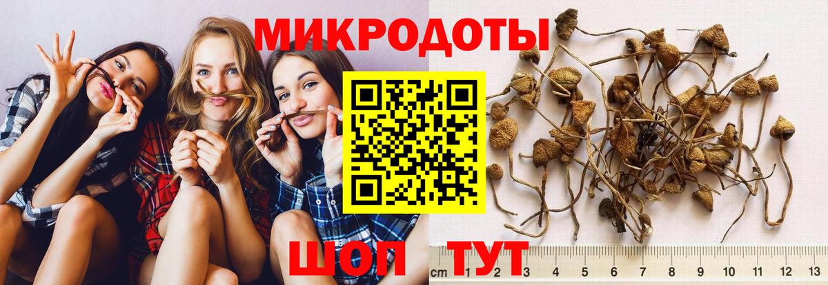 Псилоцибиновые грибы Cubensis Екатеринбург
